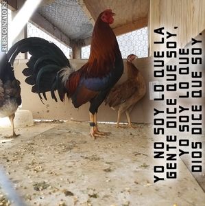 Meet your Posher, Abel